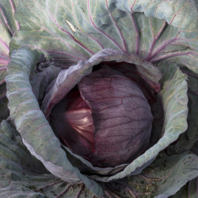 Zelí hlávkové červené 1kg