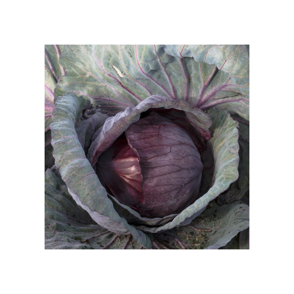 Zelí hlávkové červené 1kg