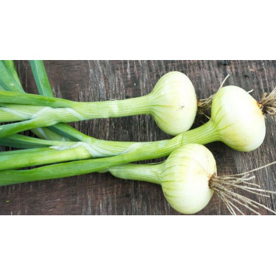 Cibule kuchyňská (balení1kg) Cibule kuchyňská (balení1kg)