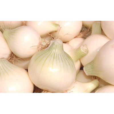 Cibule bílá (balení 1kg)