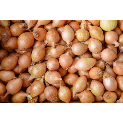 Cibule šalotka (balení 1kg)