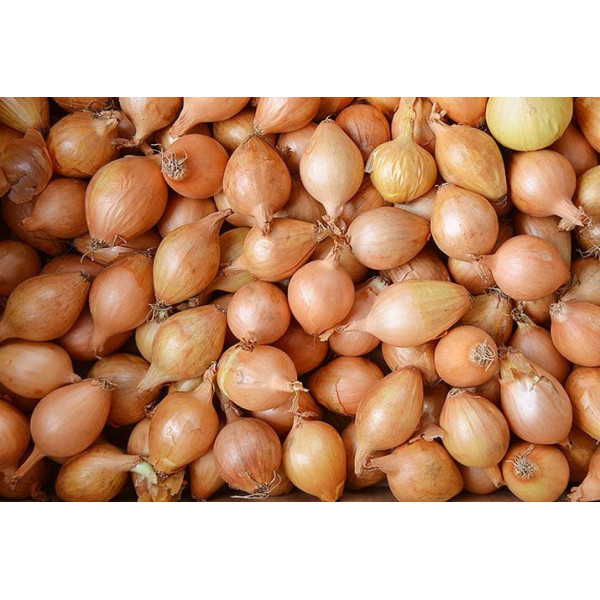 Cibule šalotka (balení 1kg)