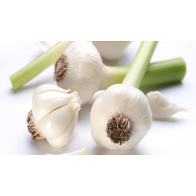 Česnek (svazek váha cca 100g) Česnek (svazek váha cca 100g)
