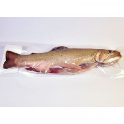 Siven americký, čerstvý, kuchaný s hlavou VAC (kus cca 500g)