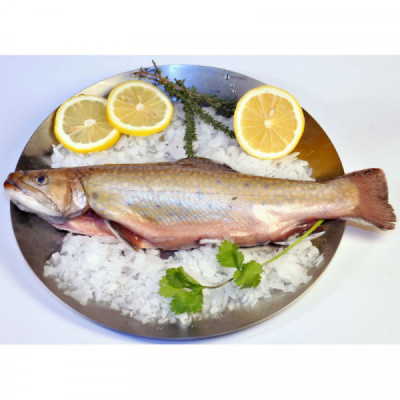 Siven americký, čerstvý, kuchaný s hlavou VAC (kus cca 500g)